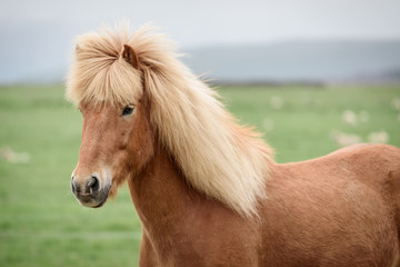 Obraz premium Portrait of an Icelandic horse in a field