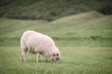 Fototapeta premium Sheep in pasture in Iceland