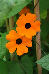 staked up black eyes Susan's