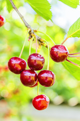 Purple cherries on a branch with leaves, backlit