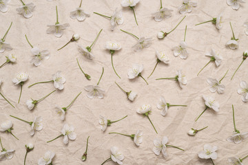 Decorative pattern of white cherry flowers