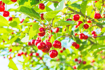 Red cherries on a branch in the orchard, backlit, close-up