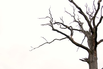 Fototapeta na wymiar old dry tree isolated on white background