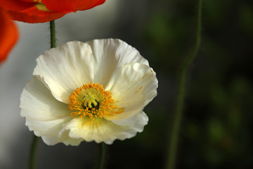 Klatschmohn