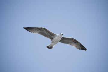 Seagull flying on clear blue sky with sunlight