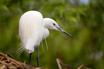 Little egret looking for fish