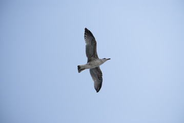Seagull flying on clear blue sky with sunlight