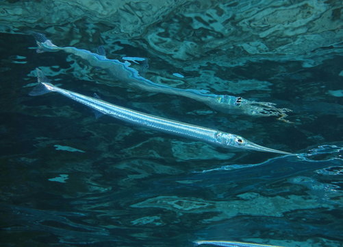 Tropical fish keeltail needlefish, Platybelone argalus, underwater in the lagoon of Bora Bora, Pacific ocean, French Polynesia