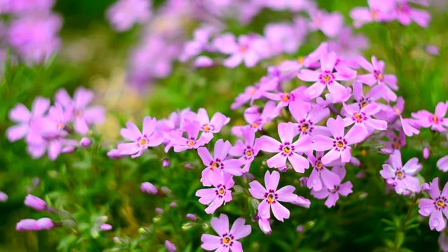 Little flowers blooming phlox pink with a soft color