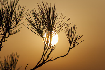 summer wild grass at sunset, summer time