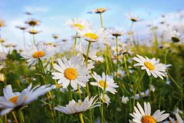 Obraz na płótnie Canvas daisies in a meadow