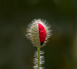Field Poppy Flower Bud