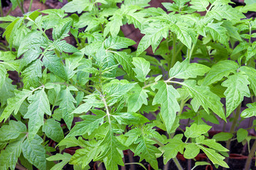 Young green seedlings plants tomatoes growing in compost trays close-up