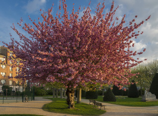 Naklejka premium Cerisier en fleur sous le soleil levant