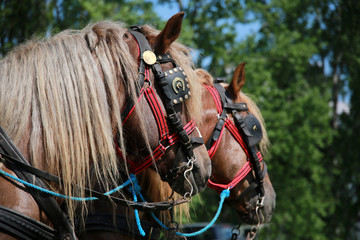 Cold-blooded horses in front of the horse carriage