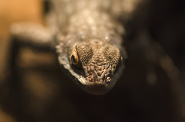 Macro photo large lizard