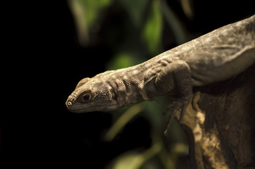 Macro photo large lizard