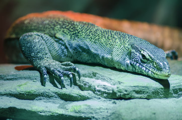 Macro photo large lizard