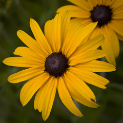 sonnenhut, gelb, blume, blüten