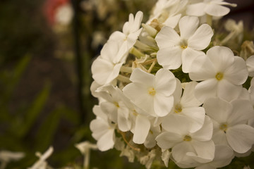 phlox, weiß, blüten, sommer, macro, flammenblumen