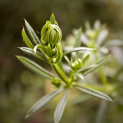blume, knospe, bizarr, macro