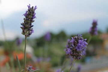 Fore lavanda macro