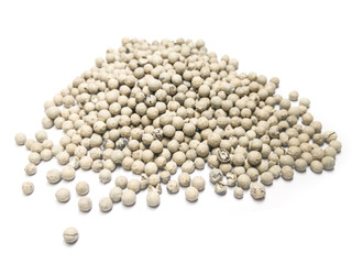 Coriander seeds isolated