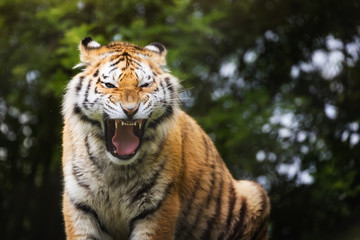 Siberian tiger bares teeth as a sign of aggresion.