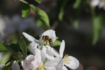 bee
