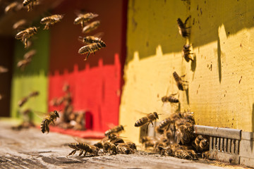 Bienen im Bienenstock - Bestäubung der Blüten