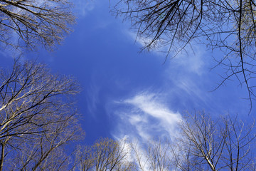 View of cirrus clouds in winter sky looking up through bare trees