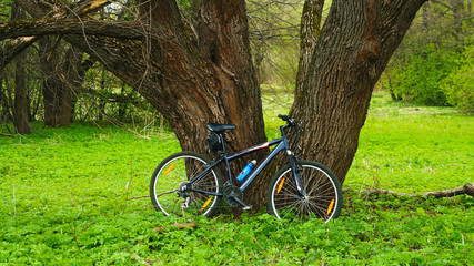 Fototapeta premium Bicycle in the forest