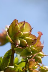 Sempervivum medicinal