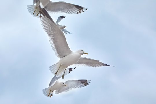 Seagulls in air