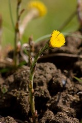 Taraxacum officinale medicinal flower