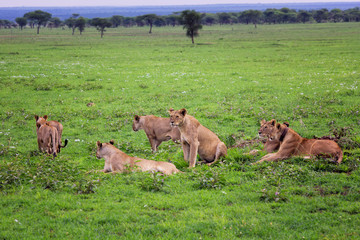 Pride of lions resting on grass
