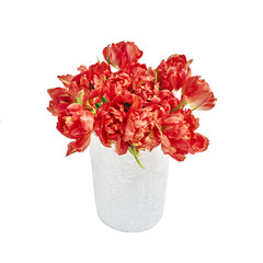 Red tulips in white vase isolated over white background