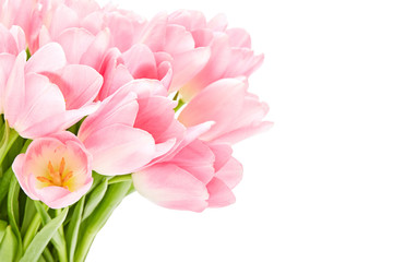 Pink tulips isolated over white background