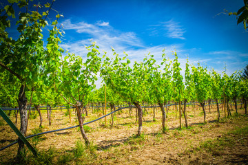Fototapeta na wymiar beautiful vineyard landscape