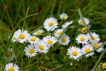 Bellis perennis, whiite flower on green background.