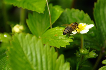 Spring flowers