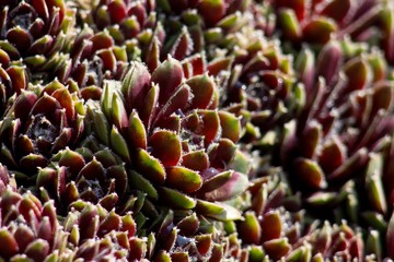 Sempervivum medicinal