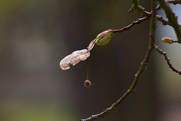 Green twig in spring