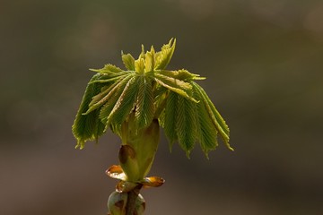 Green twig in spring