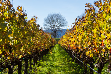 Fototapeta premium Vineyard in Autumn