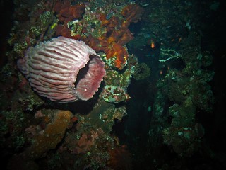 Sponge inside USS Liberty shipwreck, close to Tulamben beach, Bali Island, Indonesia