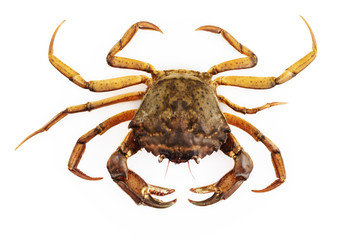 crab