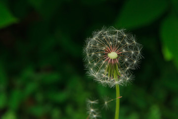 Dandelion