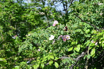 Fototapeta premium Rosa canina