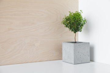 Houseplant in a minimalist pot of concrete
